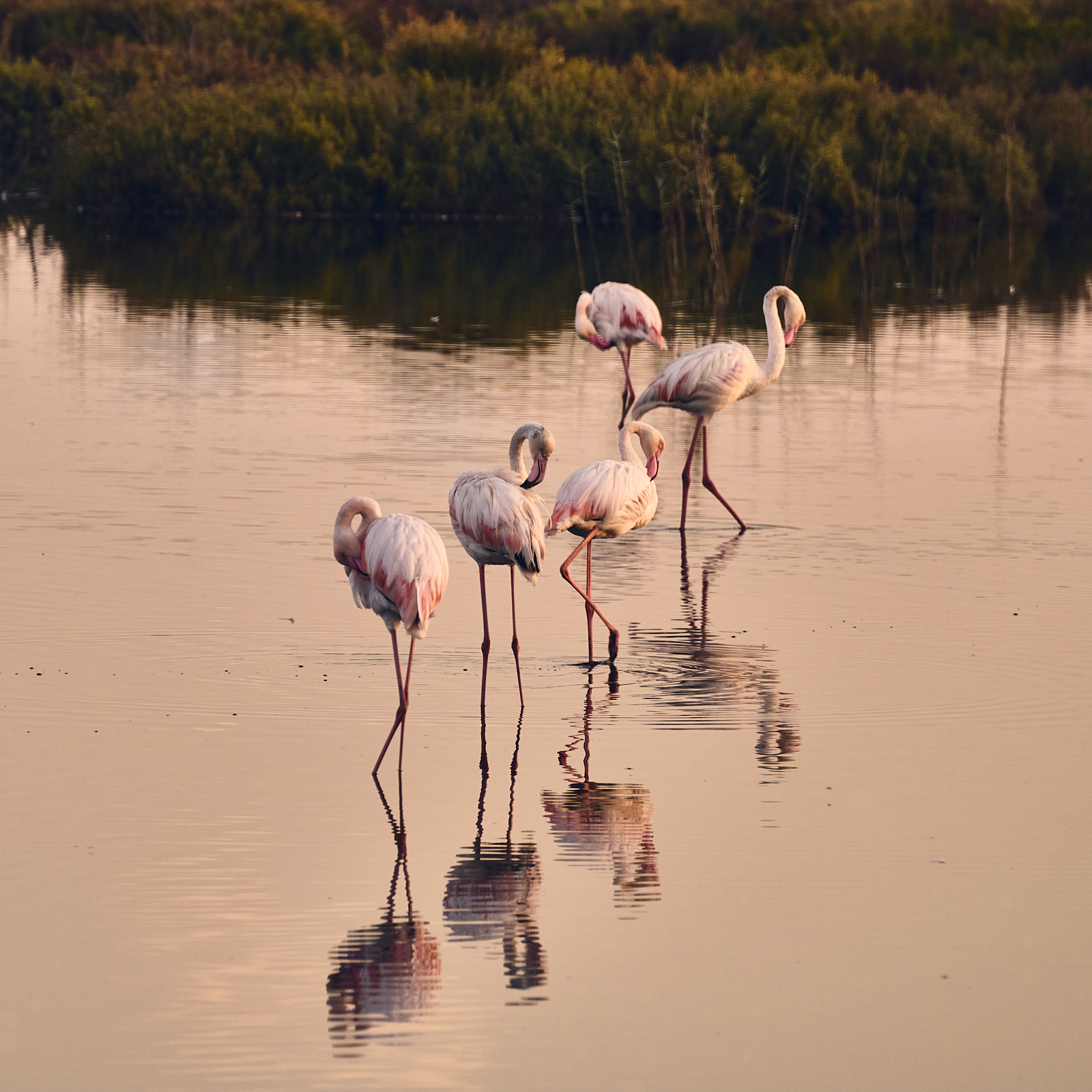 5flamencos