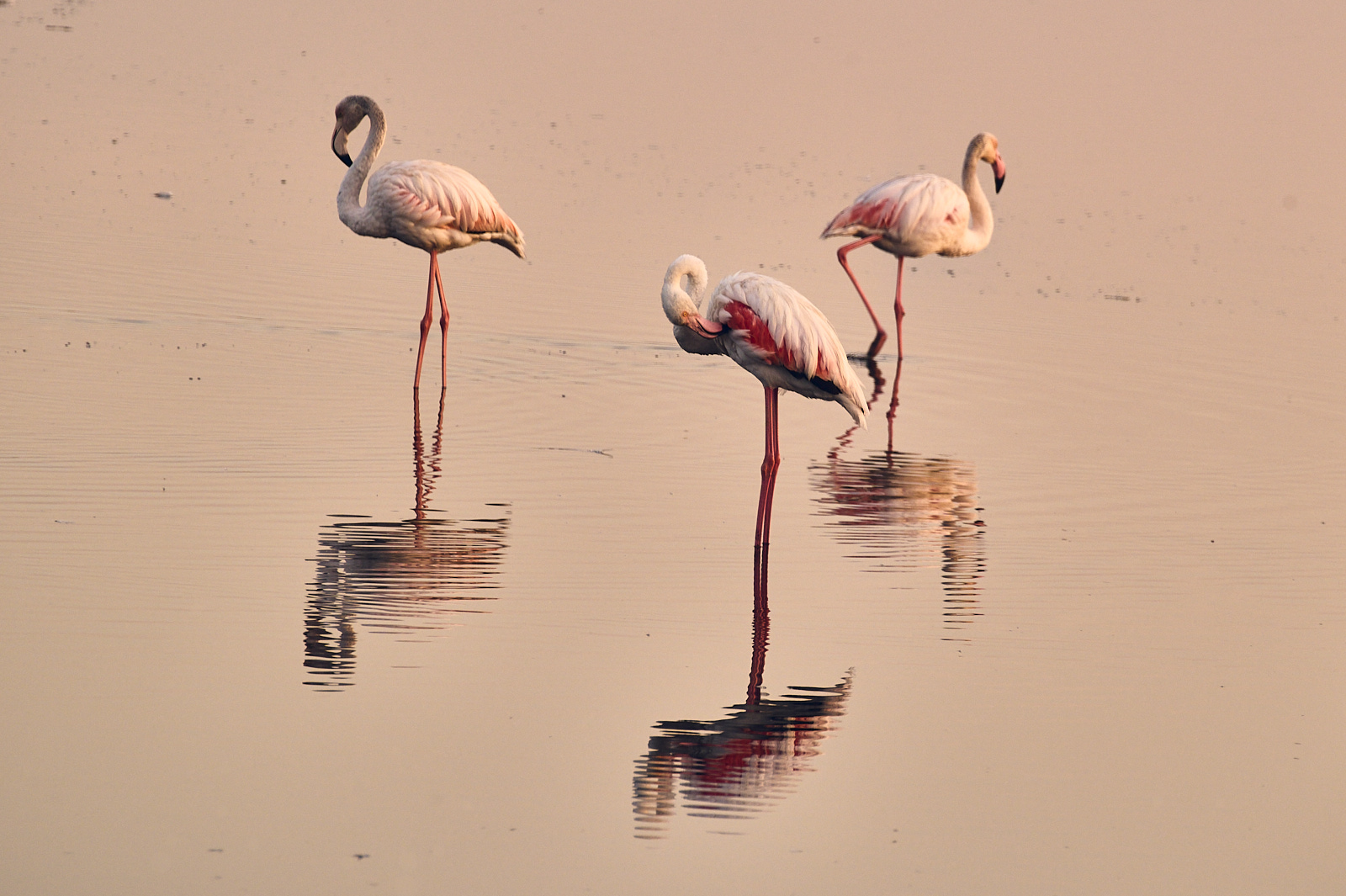 7flamencos
