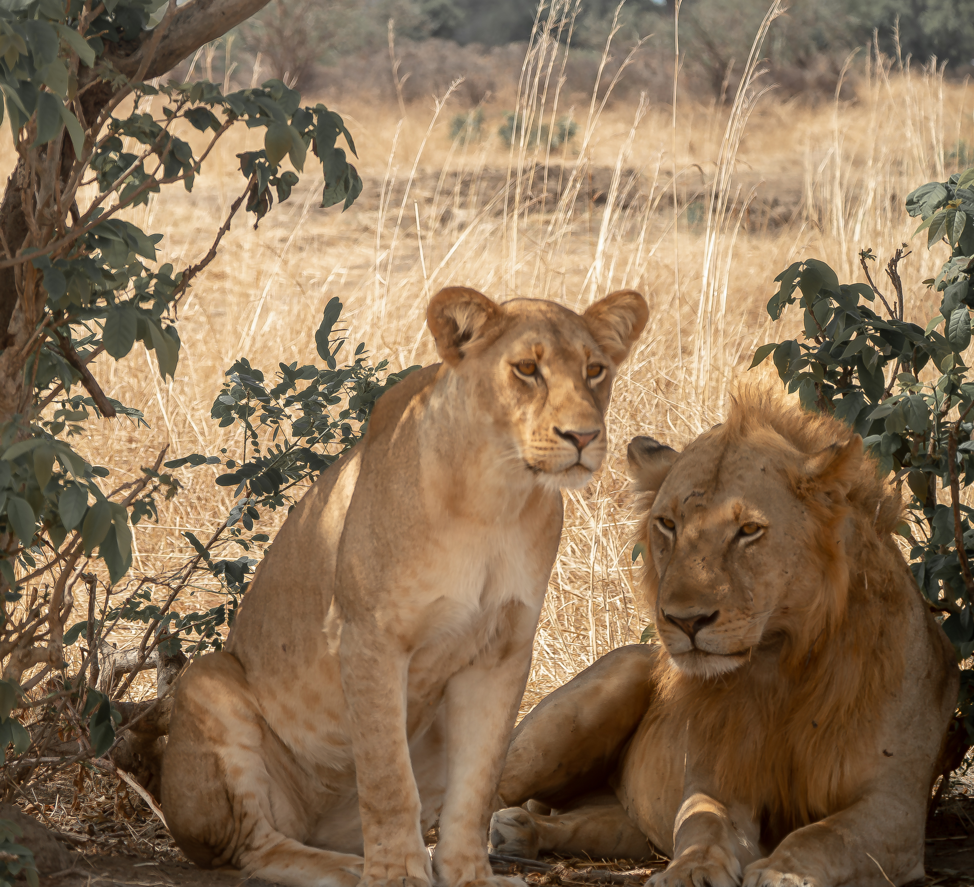 Lions